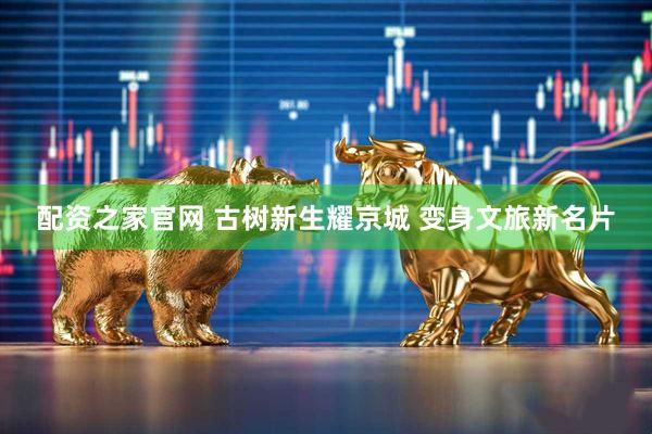 配资之家官网 古树新生耀京城 变身文旅新名片